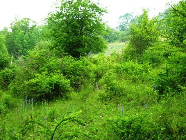 Overgrown hillside pasture before restoration