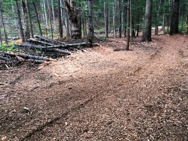 A newly cleared woodland trail