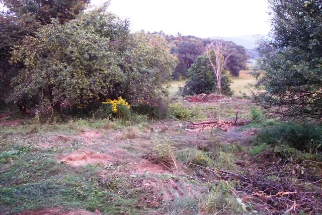 Apple tree released after invasive brush removal