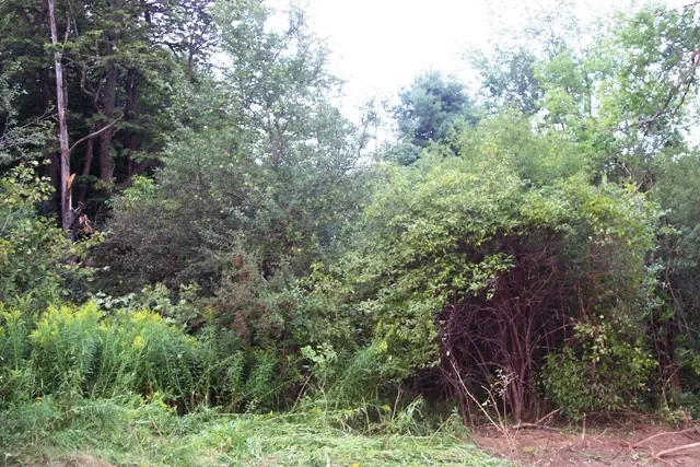 Apple tree crowded by invasive brush before work