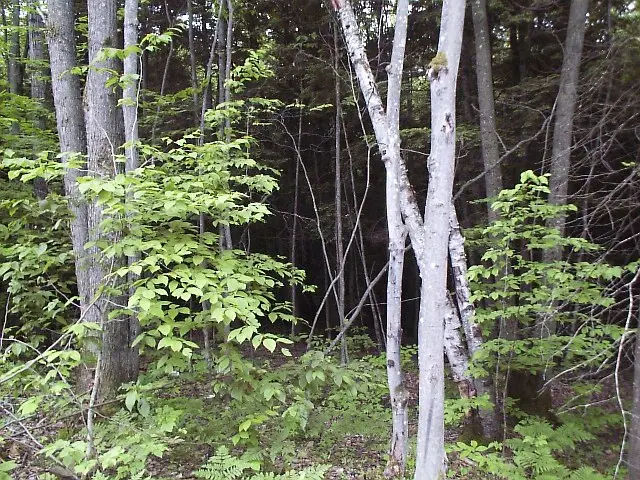 Woodland with dense flammable underbrush before reduction